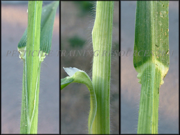Collar, Sheath and Ligule