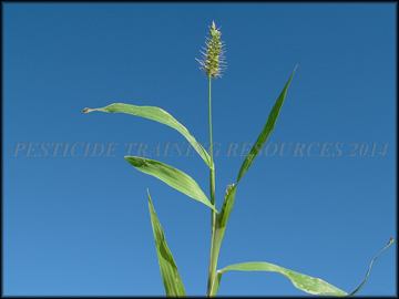 Stem and Inflorescense