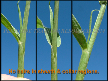 Ligule and Collar Region