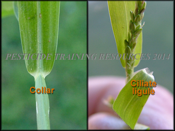 Ligule and Collar
