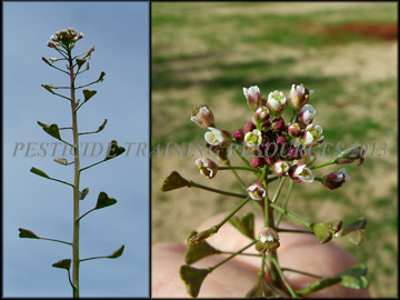 Flowers and Inflorescense