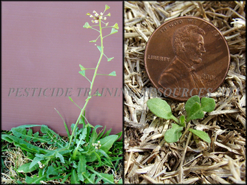 Small Seedling, Mature plant
