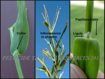 Collar, Stem, Inflorescence, Ligule