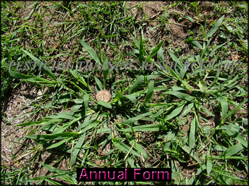 Annual Form