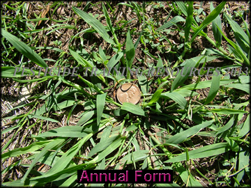 Annual Form