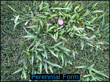 Perennial Form in 419 bermuda