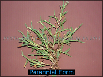 Foliage Perennial form