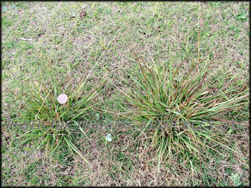 Infestation in bermudagrass