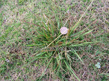 Plant in Turf