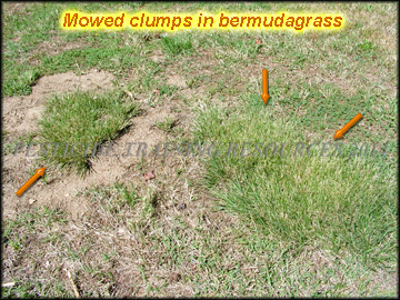 Clumps in bermudagrass