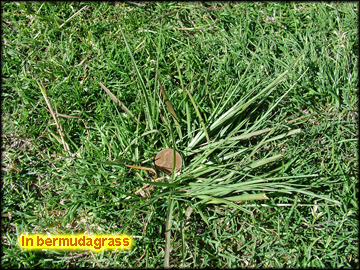 Infestation in bermudagrass