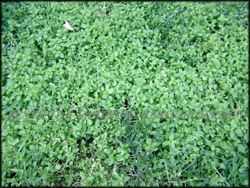 Infestation in Bermudagrass