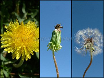 Flower, Fruiting Heads