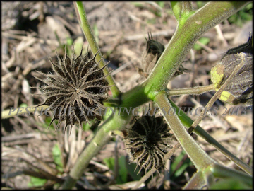 Dry Fruit and Stem
