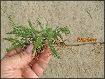 Rhizome
