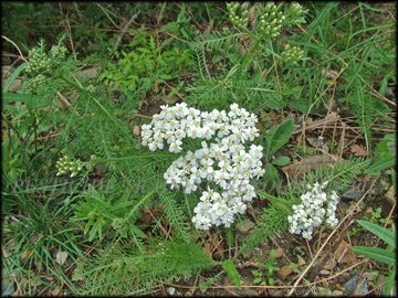 Flowers and Foliage