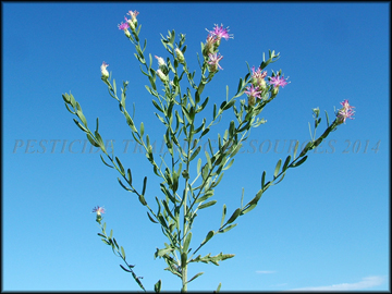 Flowers and Foliage