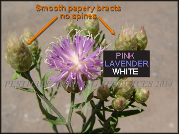 Flower and Seed Heads