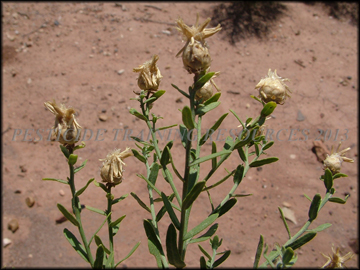 Foliage and Seed Heads