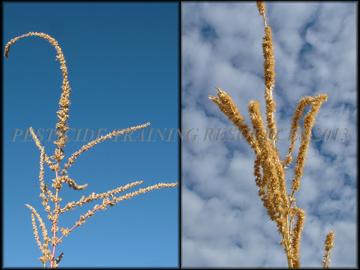 Inflorescences