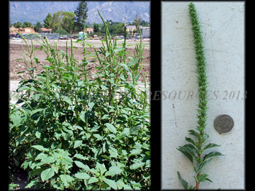 Mature Plant, Inflorescense