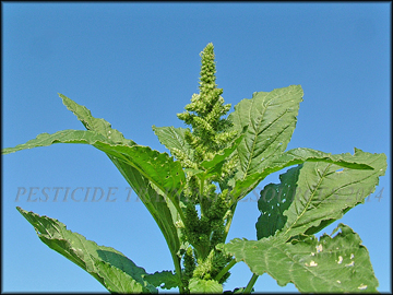 Inflorescence in Axils