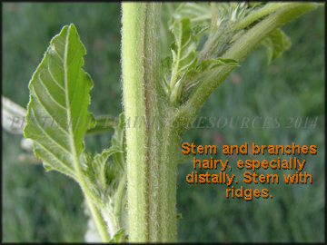 Stem
