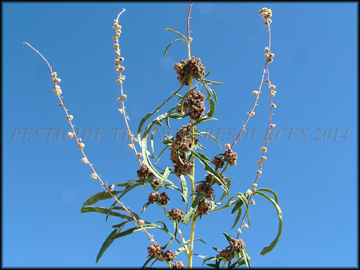 Foliage and Seed