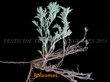 Emergent Shoots and Rhizomes