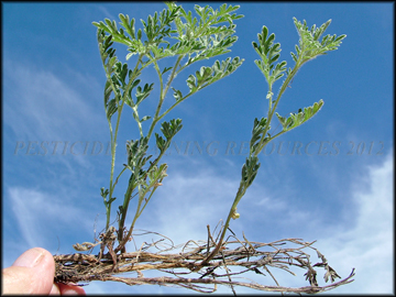 Emergent Shoots and Rhizomes