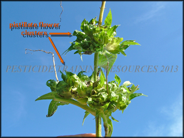 Female Flowers Clusters
