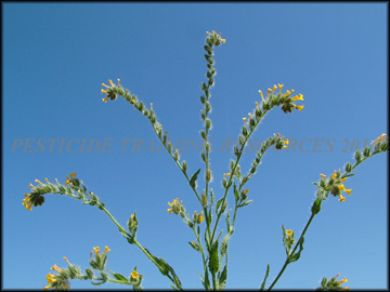 Foliage, Flowers and Fruit