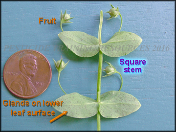 Glands, Stem and Fruit