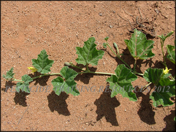 Flowers, Foliage