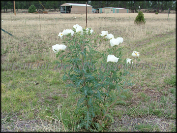 Mature Plant
