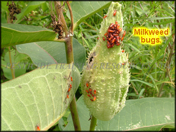 Milkweed Bugs