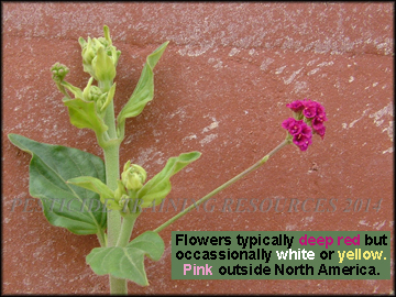 Foliage and Flower Buds