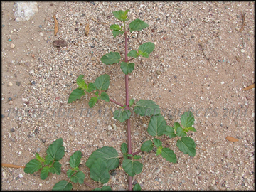 Flowers and Foliage