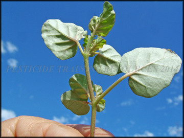 Flower and Seed Heads