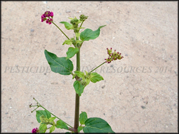Foliage and Seed Heads