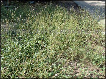 Inflorescense, Flowers