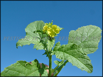 Flower and Foliage