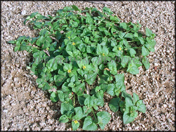 Infestation in Bermudagrass