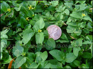 Infestation in bermudagrass