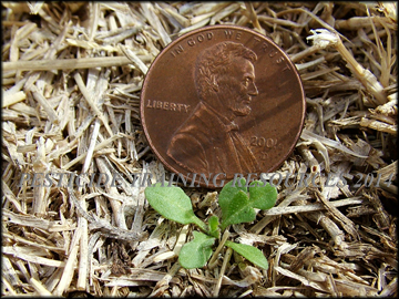 Female Flowers Clusters
