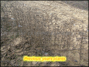 Previous Years Plants