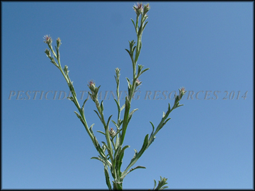 Foliage and Flowers
