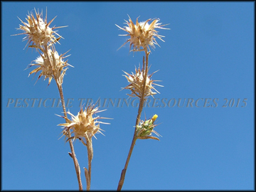 Dried Flowers
