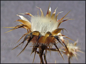 Dried Involucre