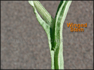 Winged Stem